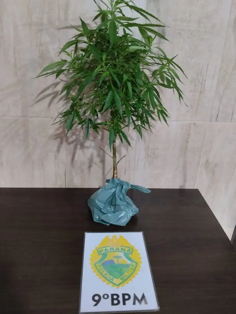 Pé de maconha apreendido