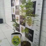 Pés de maconha apreendidos em Matinhos