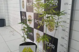 Pés de maconha apreendidos em Matinhos