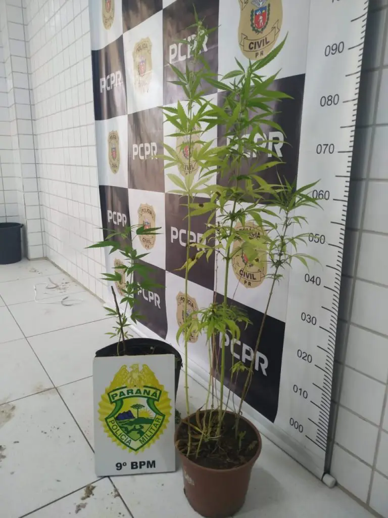 Pés de maconha apreendidos em Matinhos