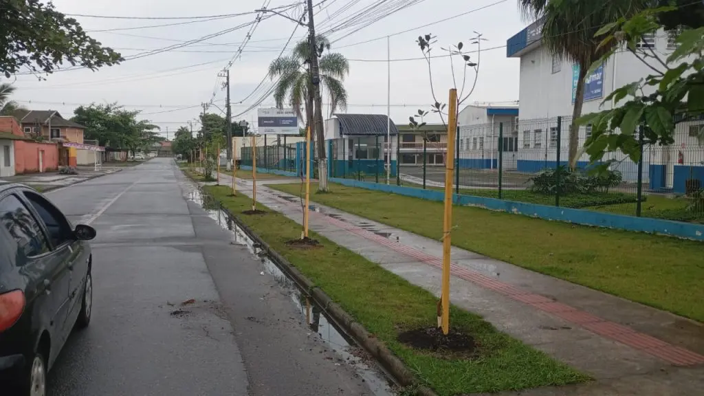 Plano de arborização prioriza espécies nativas da Mata Atlântica.