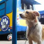 castrapet – Foto Patryck MadeiraSEDEST