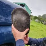Cágado resgatado pela GCM