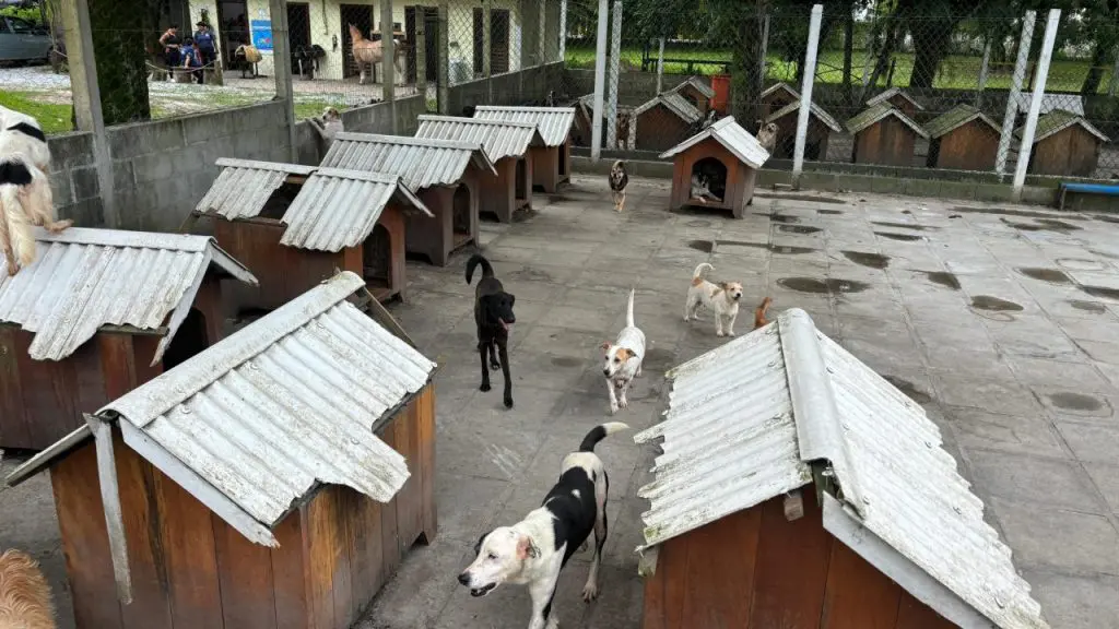 SEMMA – ABANDONO (13)