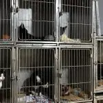 SEMMA – ABANDONO (23)