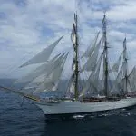 cisne-branco