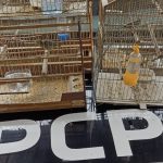 Polícia Civil apreensão de pássaros em Antonina 41