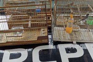 Polícia Civil apreensão de pássaros em Antonina 41