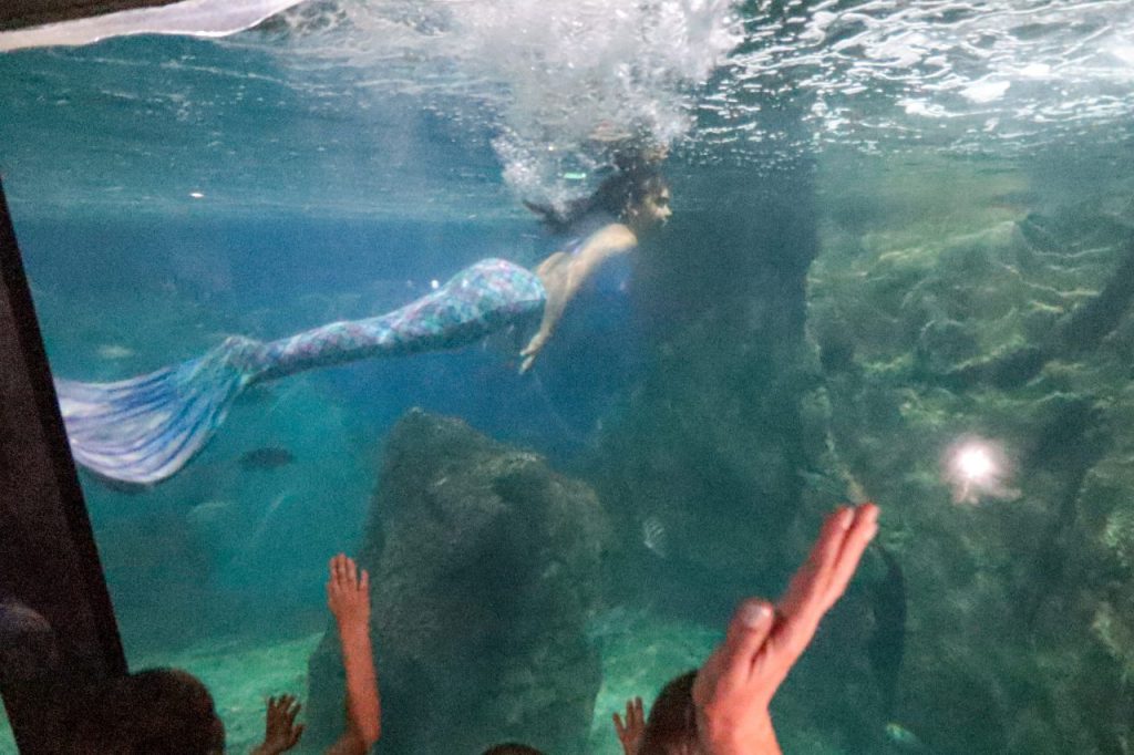 aquario paranagua – geraldo bubniak