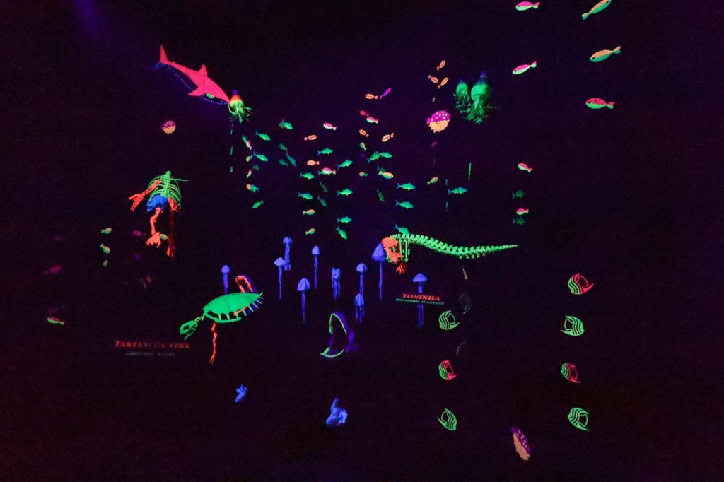 aquario paranagua – geraldo bubniak10