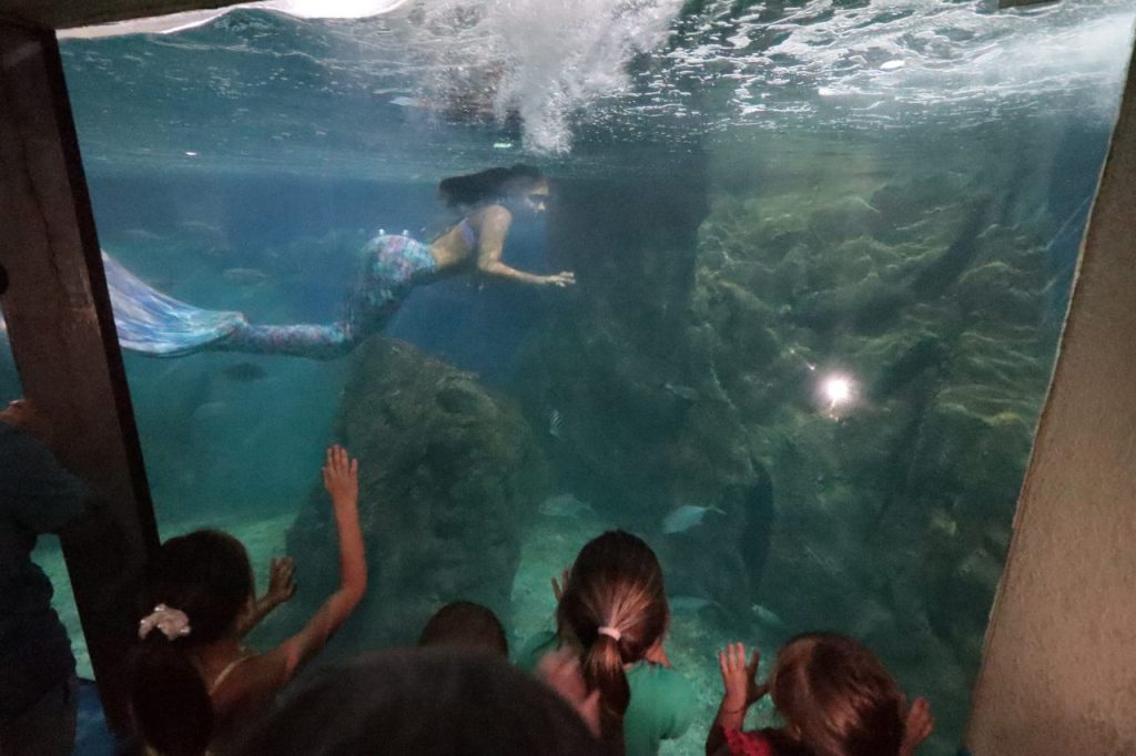 aquario paranagua – geraldo bubniak13