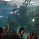 aquario paranagua – geraldo bubniak13