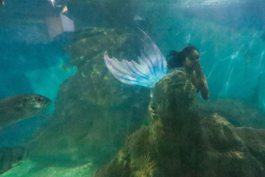 aquario paranagua – geraldo bubniak4