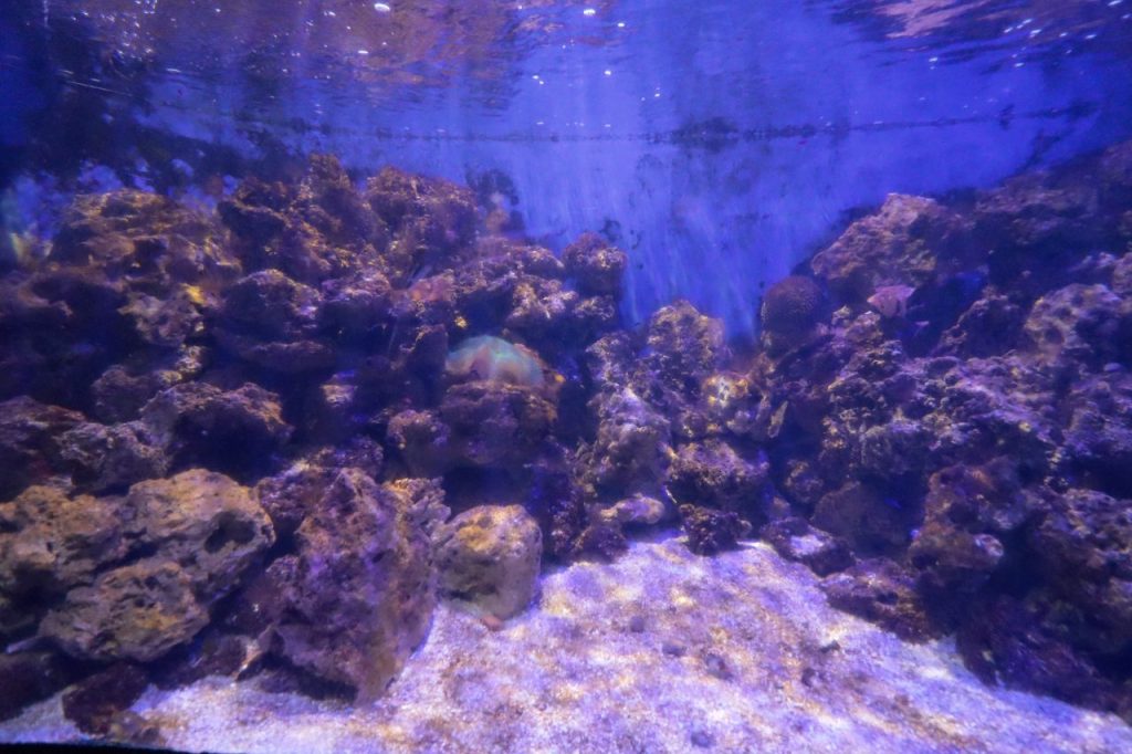 aquario paranagua – geraldo bubniak7