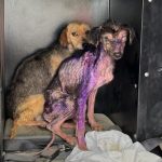 Fotos animais resgate Morretes