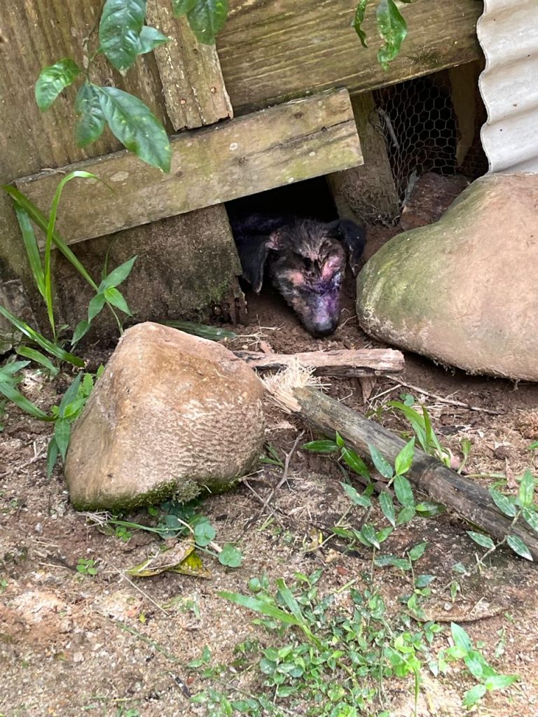 Fotos animais resgate Morretes 2