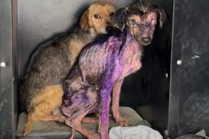 Fotos animais resgate Morretes