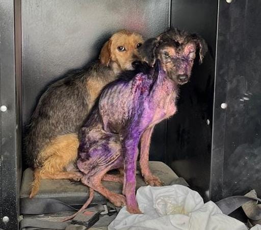 Fotos animais resgate Morretes