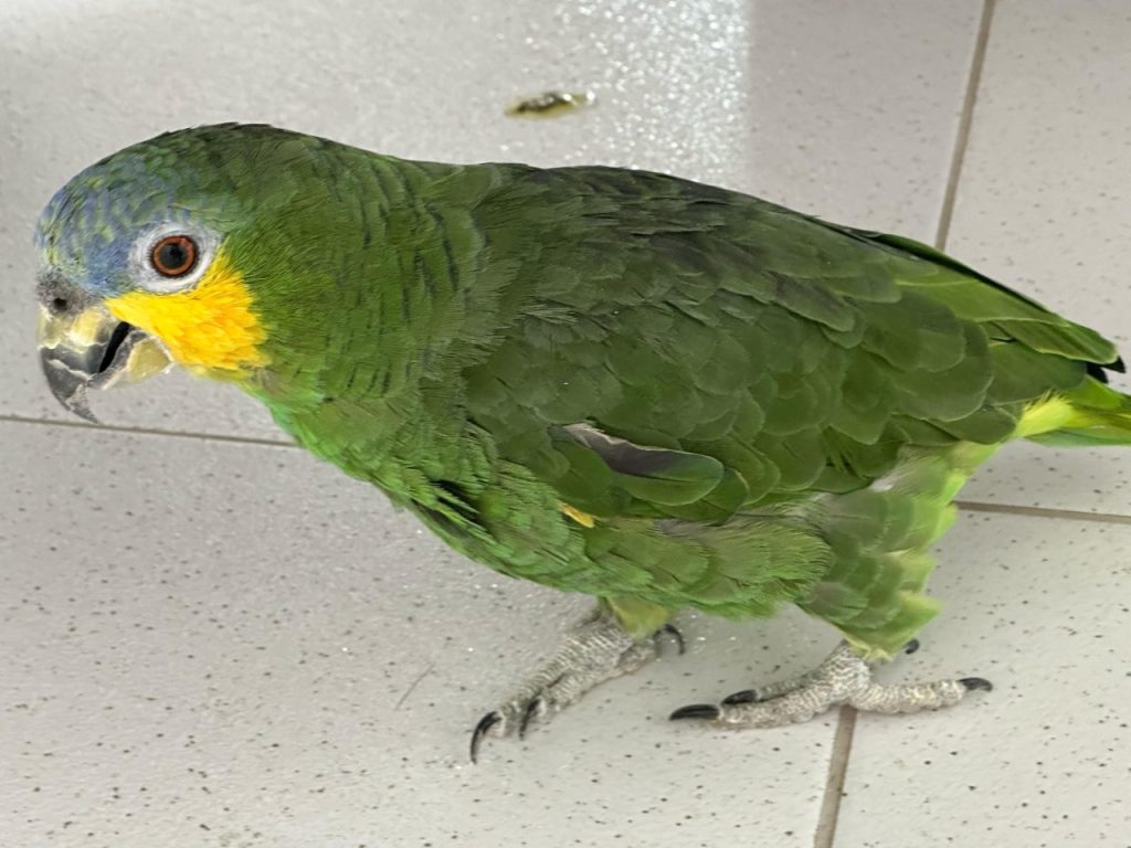 Papagaio resgatado pela Polícia Civil em Matinhos