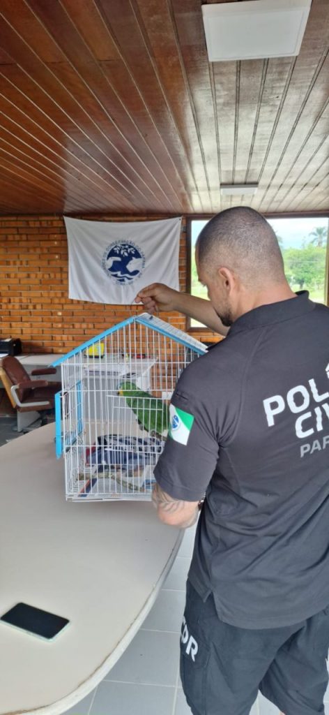 Papagaio resgatado pela Polícia Civil em Matinhos 2