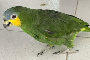 Papagaio resgatado pela Polícia Civil em Matinhos