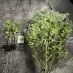 Pés de maconha apreendidoas em Guaratuba