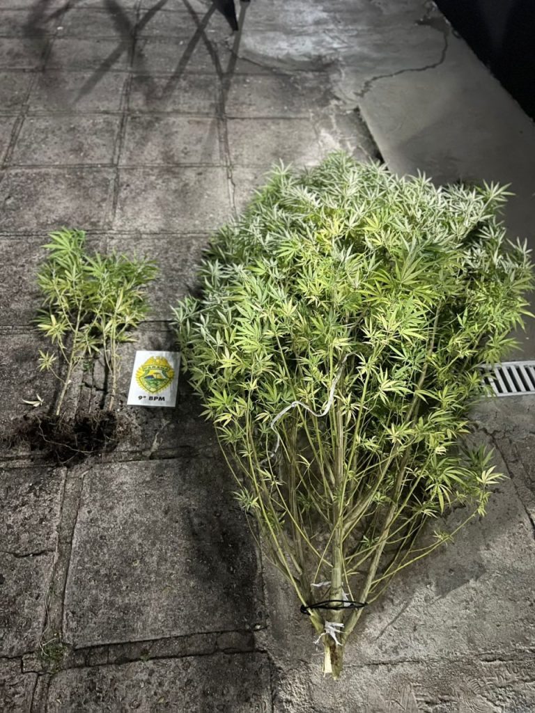 Pés de maconha apreendidoas em Guaratuba