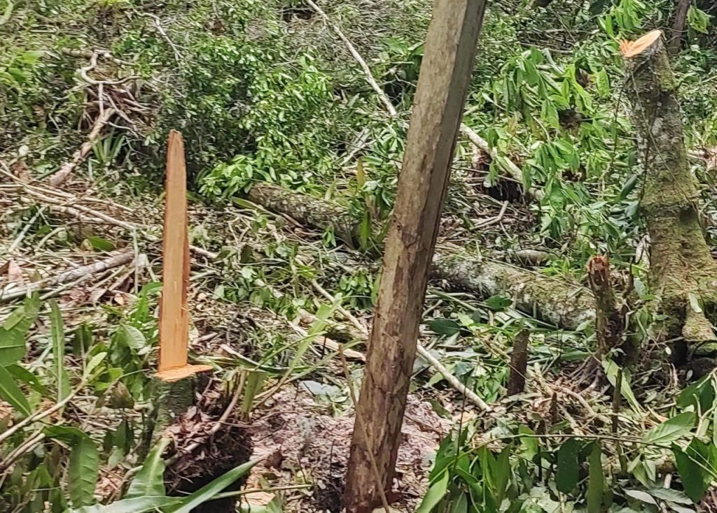 Ação Políia Ambiental Matinhos 1