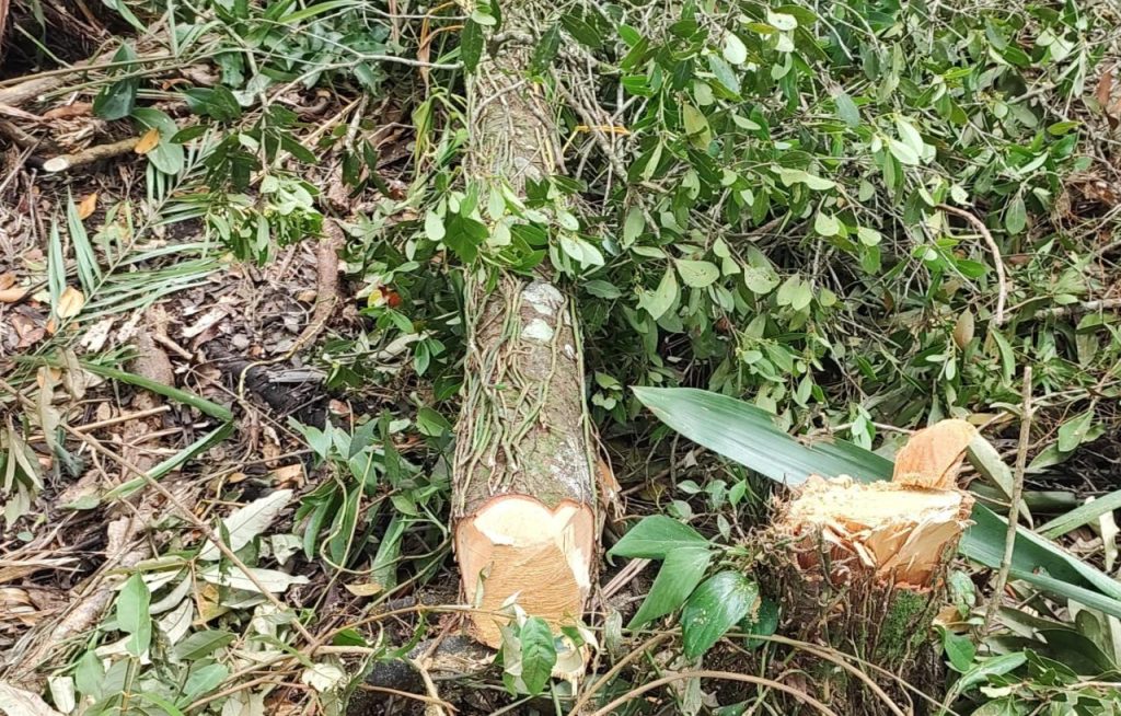 Ação Políia Ambiental Matinhos 3