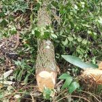 Ação Políia Ambiental Matinhos 3