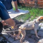 Cães resgatados pela GCM em Paranaguá