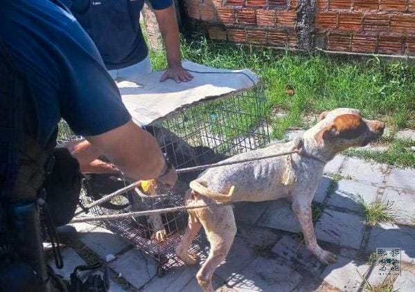 Cães resgatados pela GCM em Paranaguá