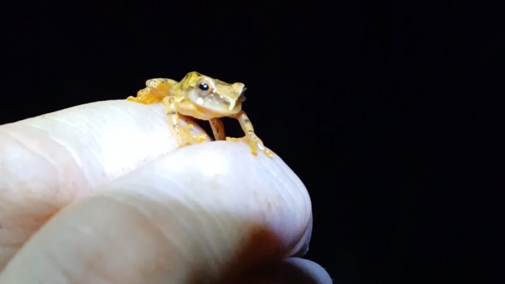 dendropsophus_werneri_perereca-grilo_-_foto_consorcio_supervisor_ponte_de_guaratuba_9