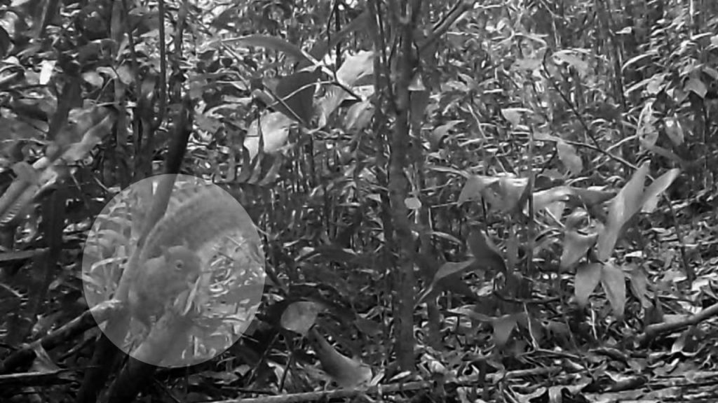 guerlinguetus_cf._brasiliensis_caxinguele_-_foto_mrs