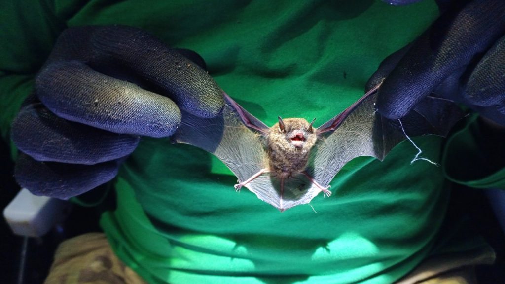 myotis_sp._morcego_-_foto_consorcio_supervisor_ponte_de_guaratuba_5