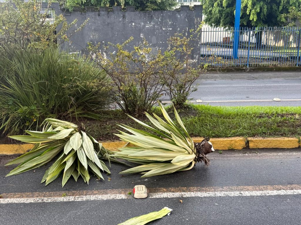 Carro derrubar árvores na José Lobo 1