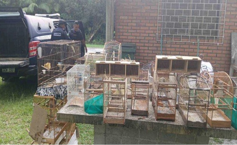 Pássaros resgatados pela GCM em Paranaguá 1