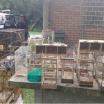 Pássaros resgatados pela GCM em Paranaguá 1