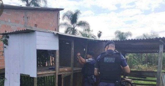 Pássaros resgatados pela GCM em Paranaguá 31