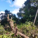 Polícia Ambiental – Ação Destamamento em Guaratuba (1)