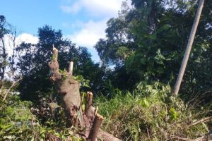 Polícia Ambiental – Ação Destamamento em Guaratuba (1)