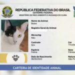 RG GATO E CAE