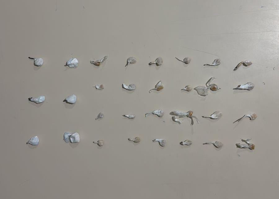 Tráfico de drogas Antonina