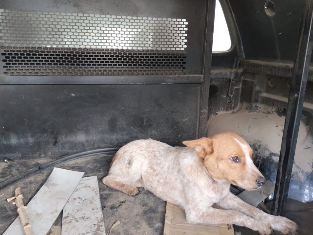 Cães resgatos pela GCM em Paranaguá