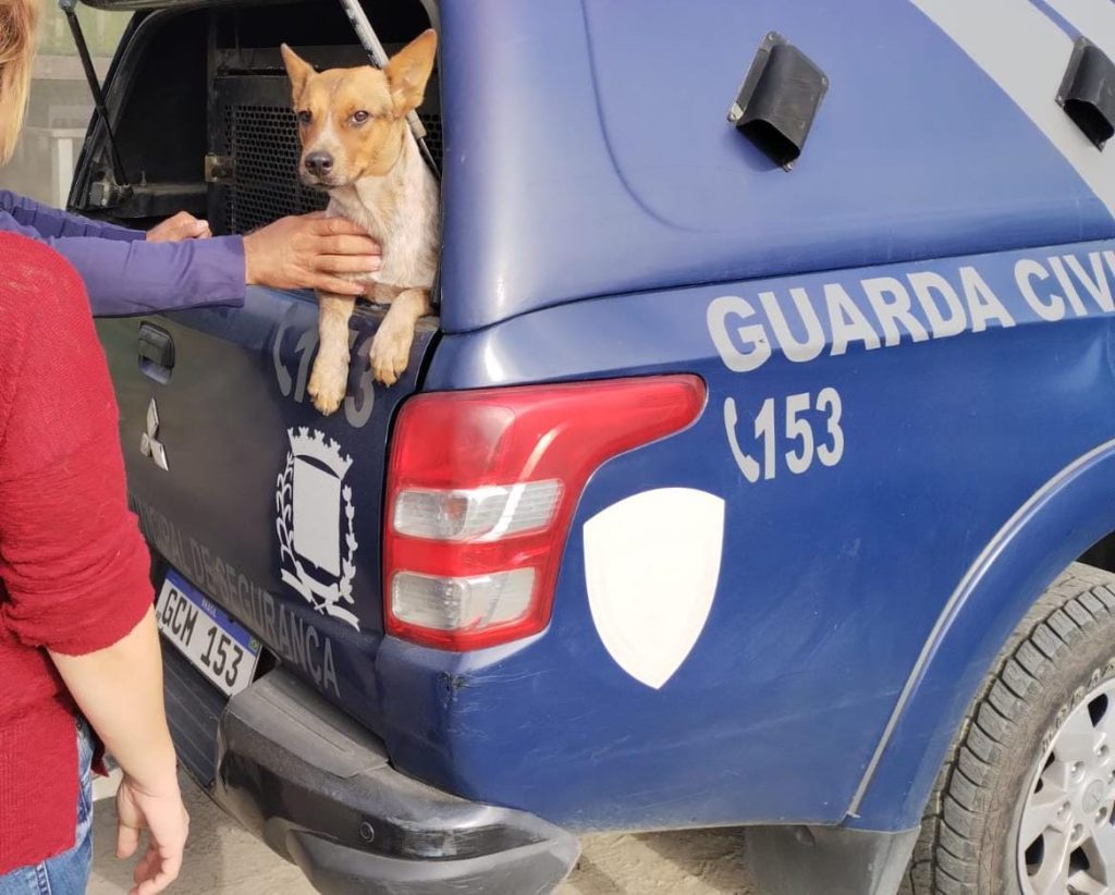 Cães resgatos pela GCM em Paranaguá 2