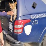 Cães resgatos pela GCM em Paranaguá 2