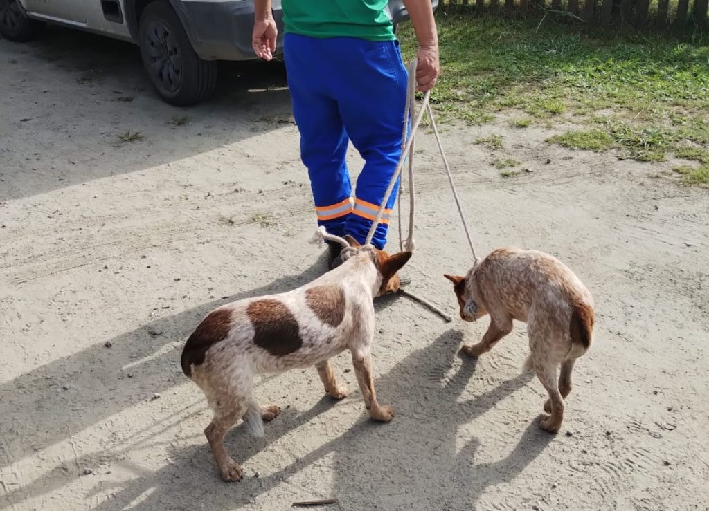 Cães resgatos pela GCM em Paranaguá 4