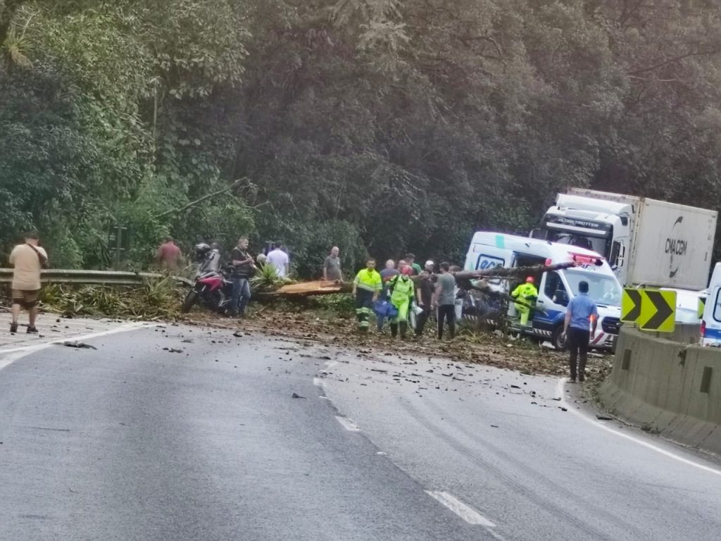 Carro foi atingido por árvore cortada ilegalmente, em uma véspera de feriado prolongado, com alto fluxo de veículos na BR-277. Foto: Colaboração/JB Litoral