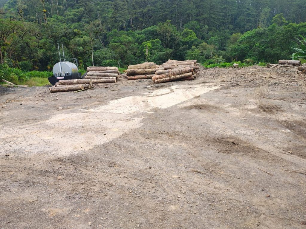 Árvore foi cortada de maneira irregular, segundo as investigações da PCPR e denúncia do MPPR. Foto: Colaboração/JB Litoral
