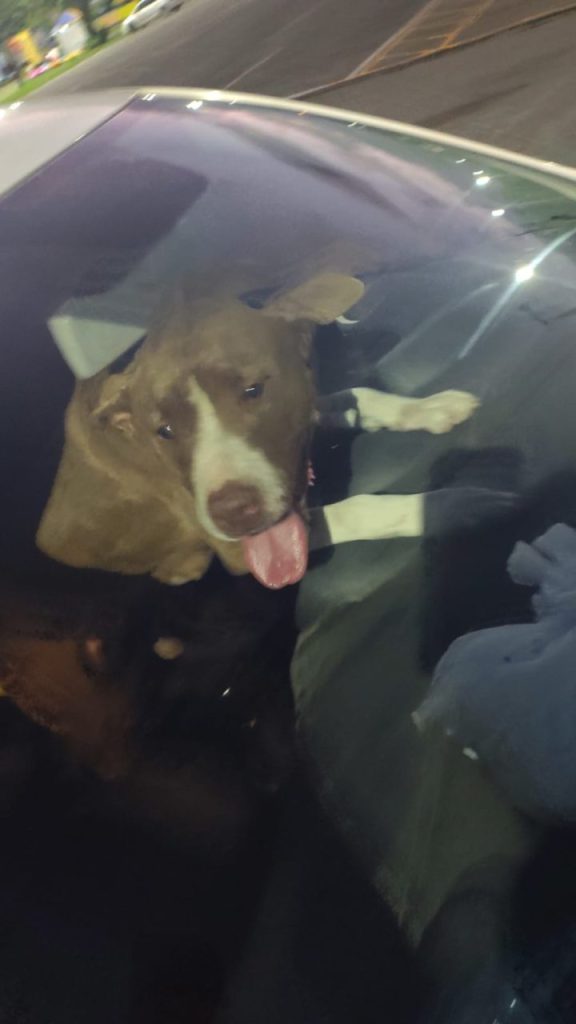 GCM resgata pitbul em Paranaguá 1